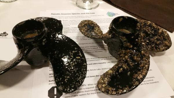 Lake Winnipeg Zebra Mussels