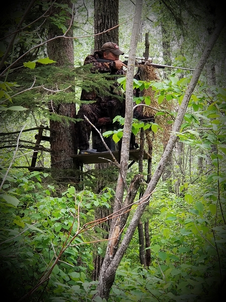 Bear hunting 2019