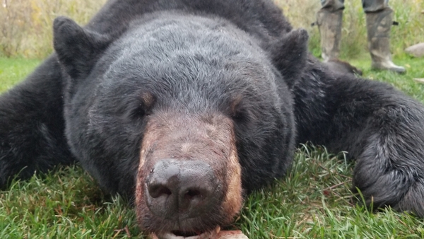 Big bear on the ground