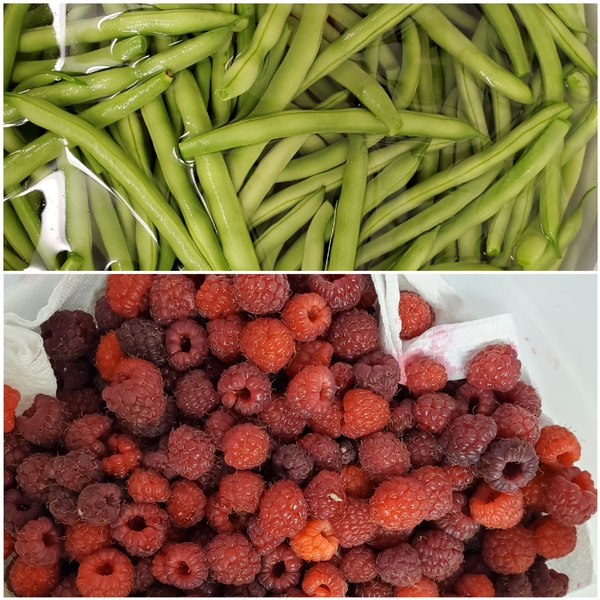 Homegrown harvest 