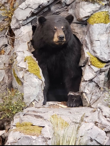 rubbed spring bear