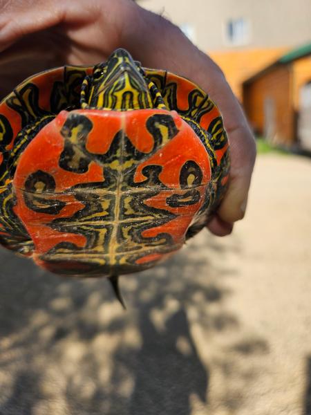 Little painted turtle