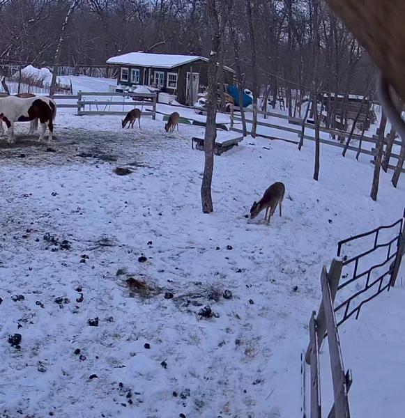 Whitetail with horses