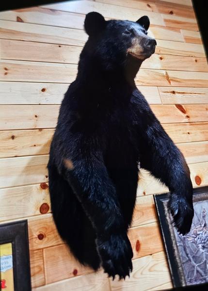 Different type of bear mount