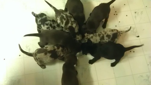Pups
