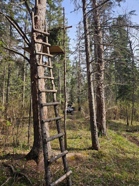 2025 Fall black bear hunting treestand