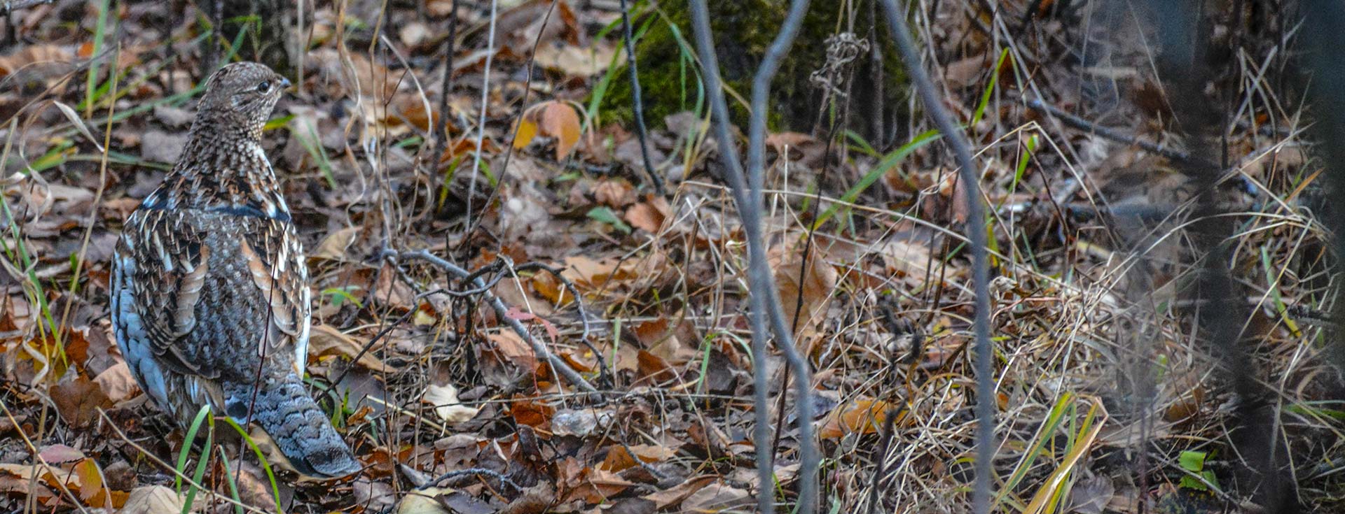 Manitoba Upland Hunting - Guided or Unguided Grouse Hunts Manitoba Upland Hunting - Guided or Unguided Grouse Hunts