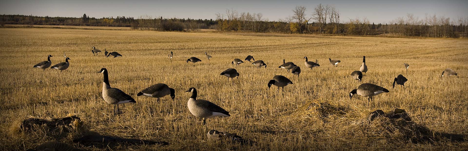 Waterfowl Hunting Video Gallery Waterfowl Hunting Video Gallery