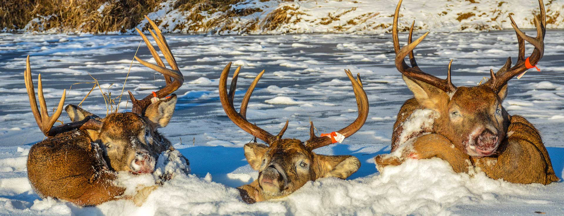 the hunter call of the wild whitetail deer locations the hunter call of the wild whitetail deer locations
