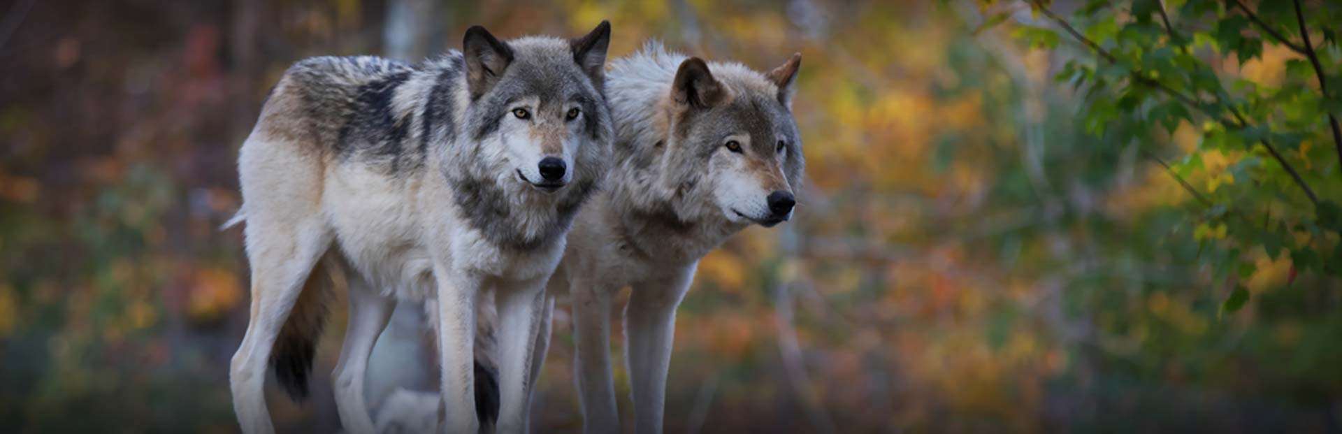 Manitoba Predator Hunting Manitoba Predator Hunting