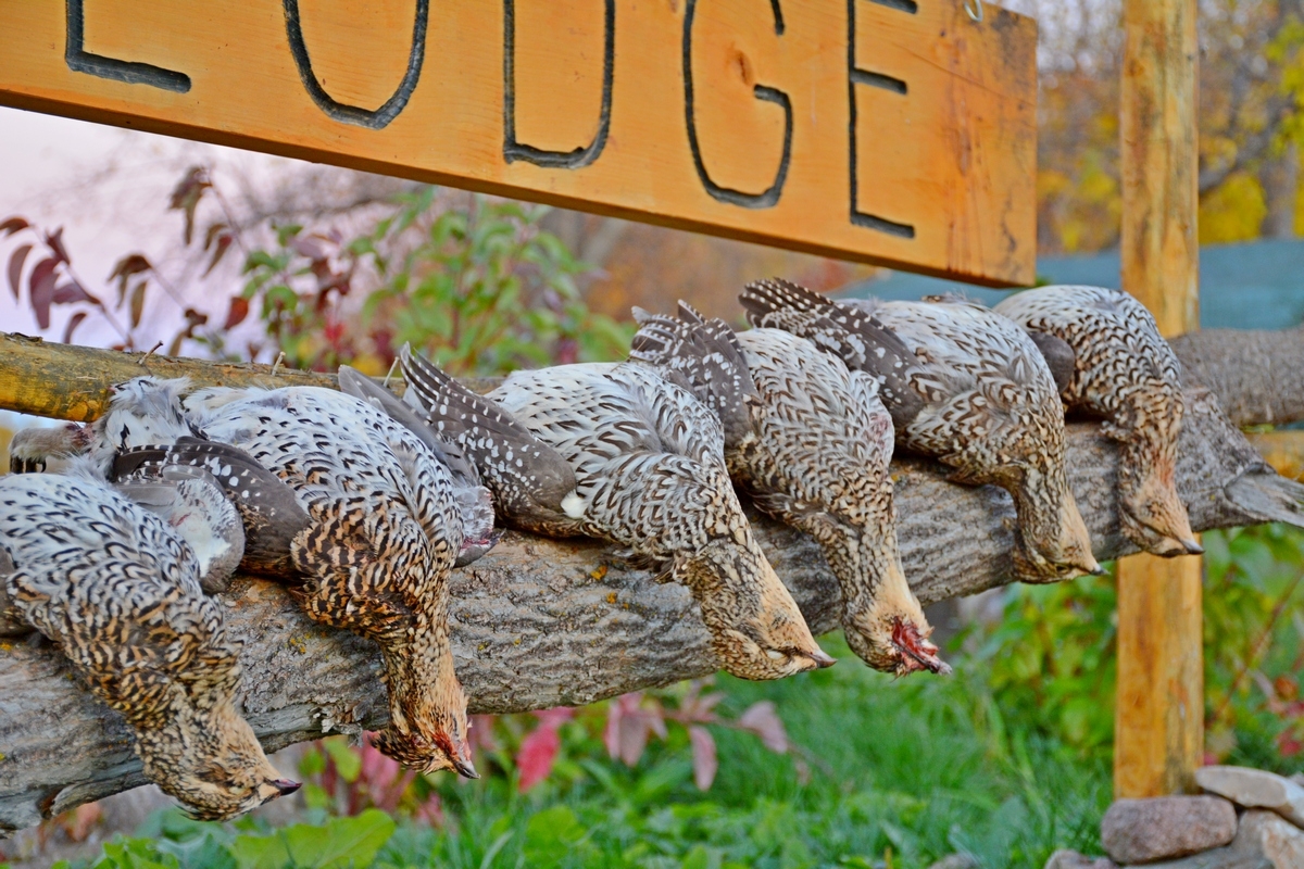 Guided or Self-Guided (DIY) Hunts Guided or Self-Guided (DIY) Hunts