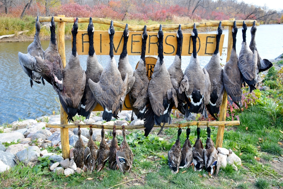 Field Goose & Puddle Duck Hunts Field Goose & Puddle Duck Hunts