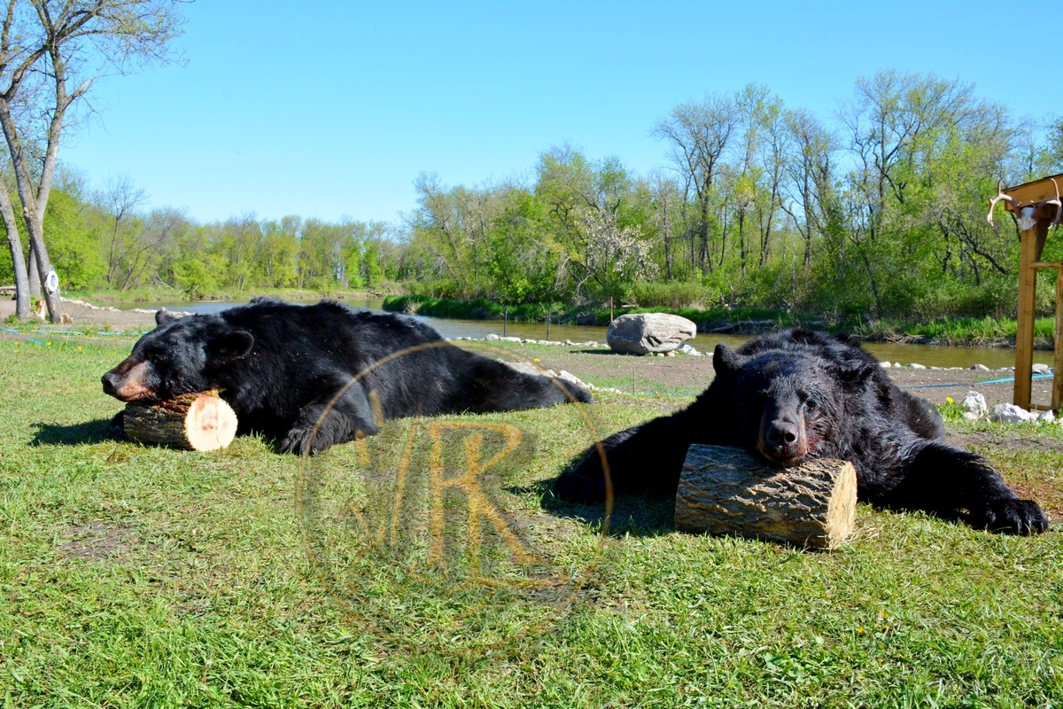 Riverside Lodge Bear Hunting Photo 414