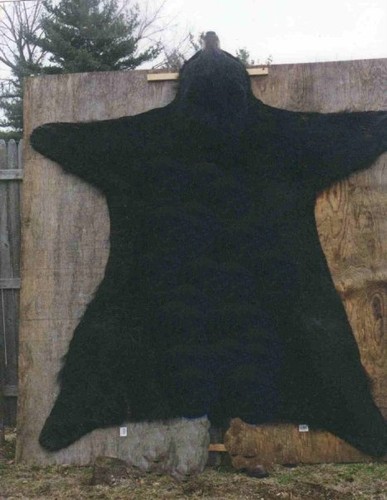 Manitoba Black Bear Facts Manitoba Black Bear Facts